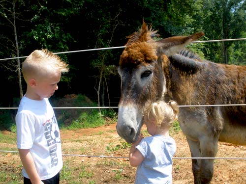 Lynnwood Equestrian Center donkey